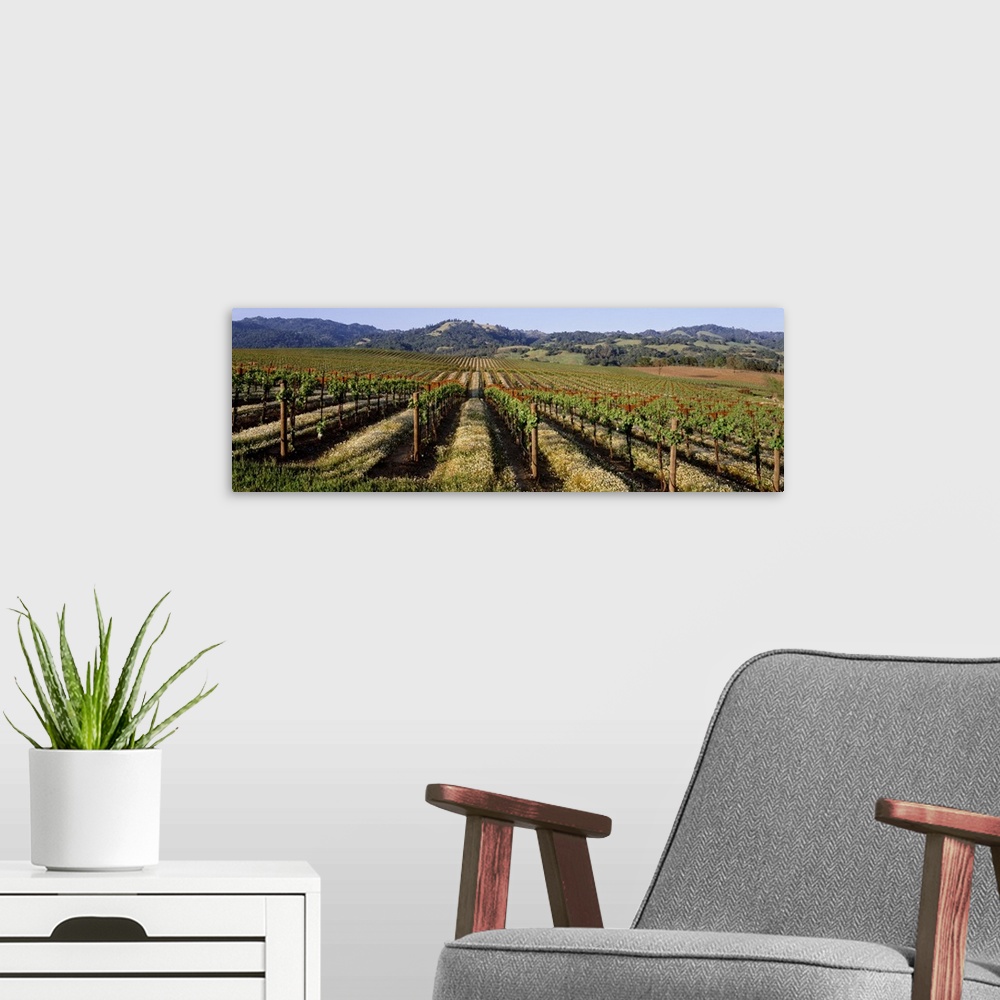 A modern room featuring Vineyard on a landscape, Asti, California