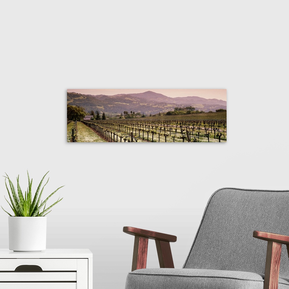 A modern room featuring Vineyard on a landscape, Asti, California