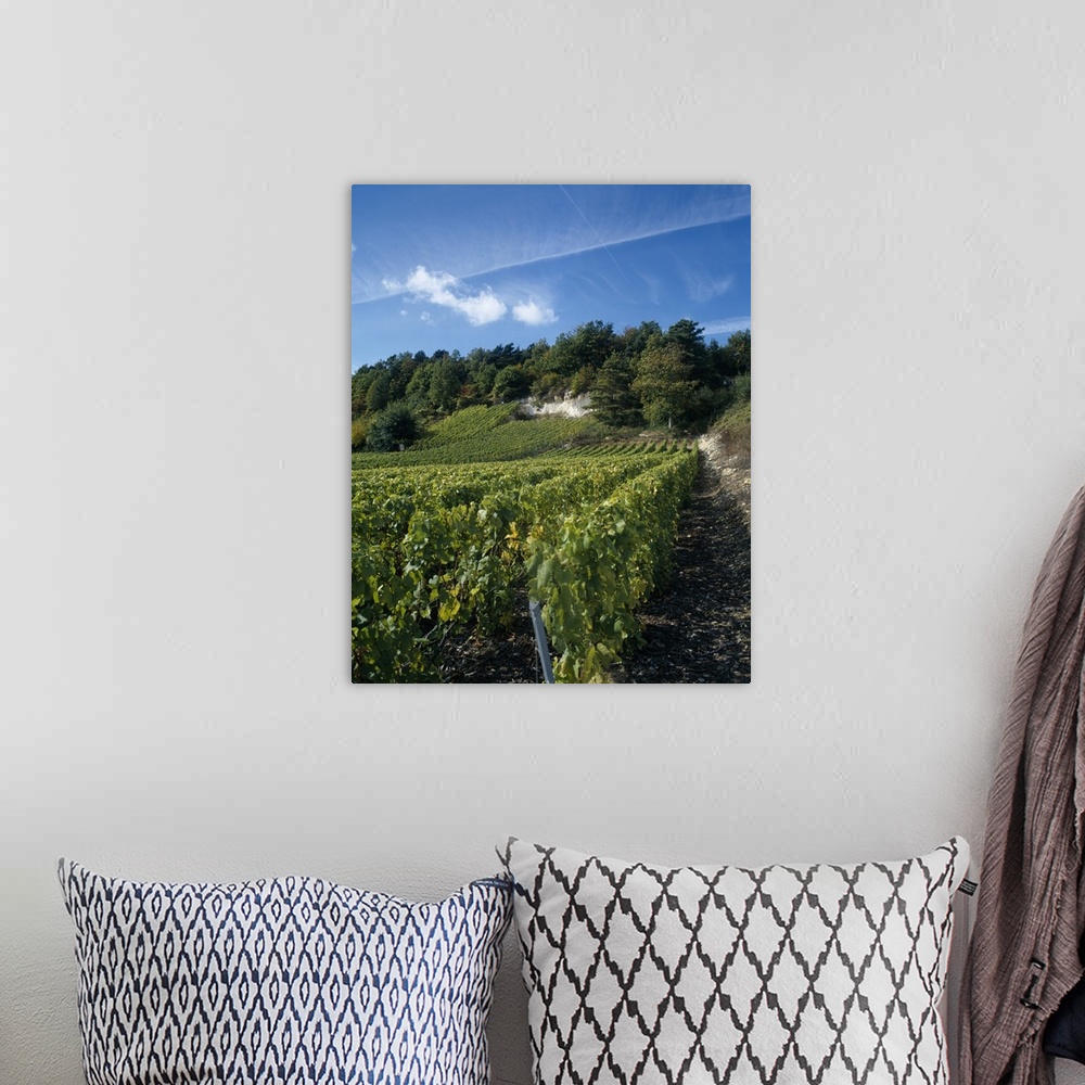 A bohemian room featuring Vineyard on a landscape, Ay, Champagne, France