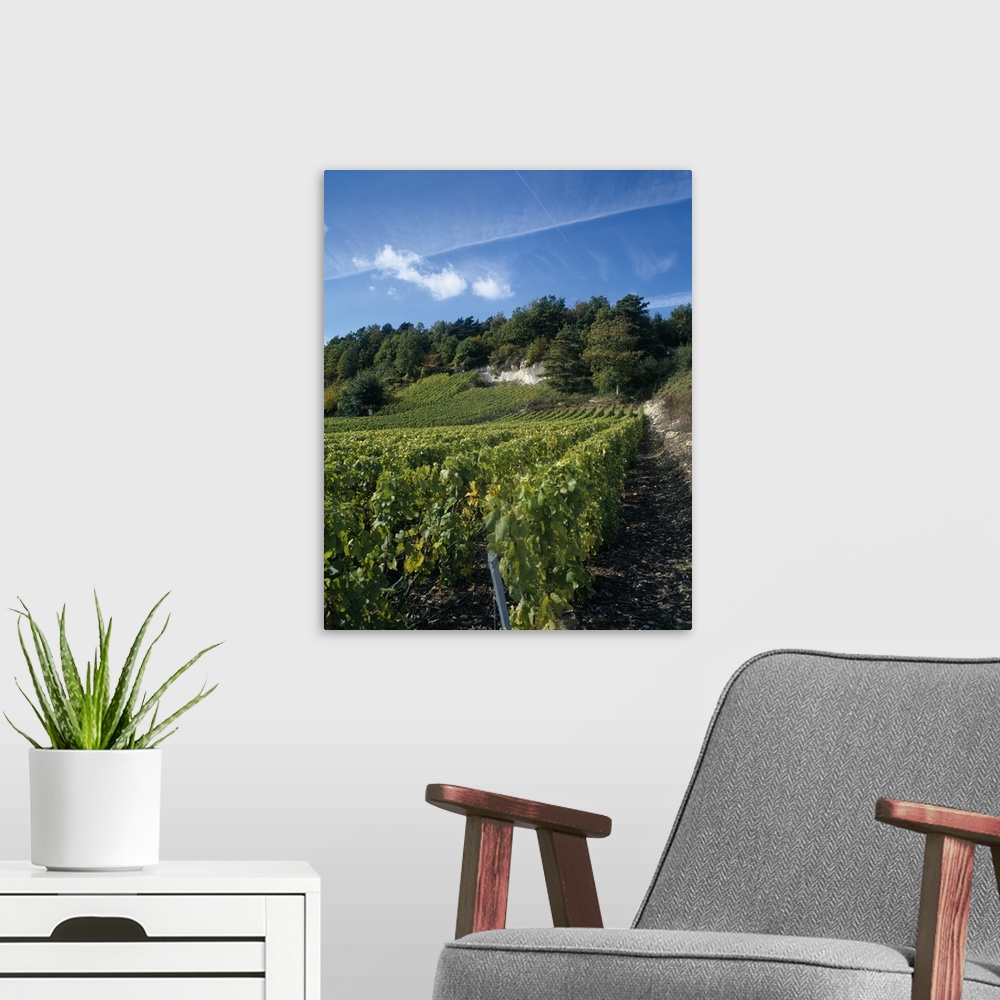 A modern room featuring Vineyard on a landscape, Ay, Champagne, France