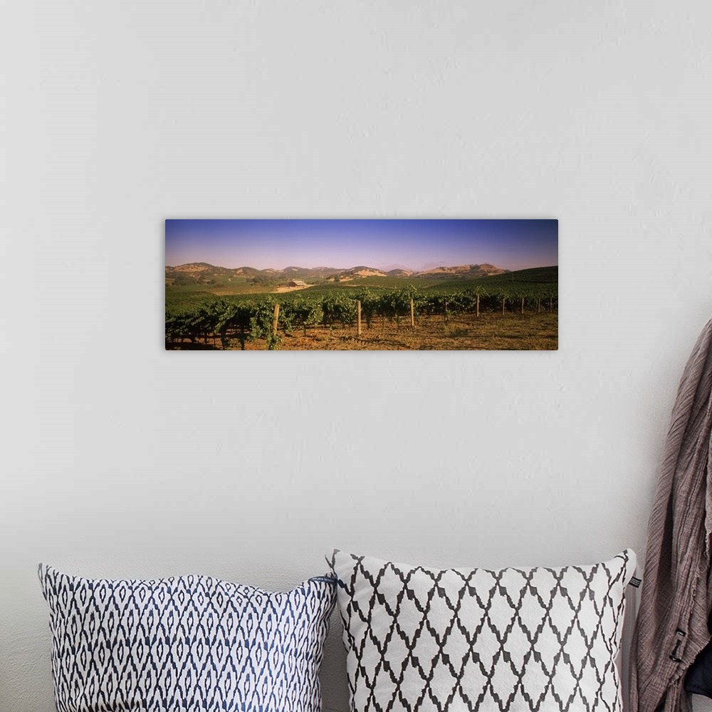 A bohemian room featuring Vineyard on a landscape Carneros District Napa Valley Napa County California
