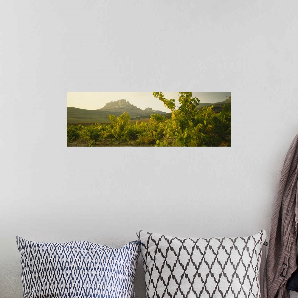 A bohemian room featuring Vineyard on a landscape, La Rioja, Cellorigo, Spain
