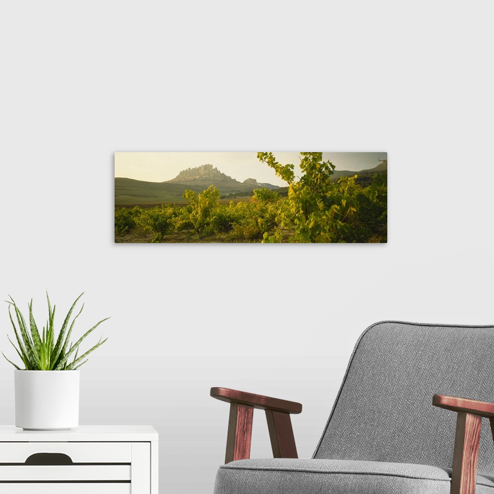 A modern room featuring Vineyard on a landscape, La Rioja, Cellorigo, Spain