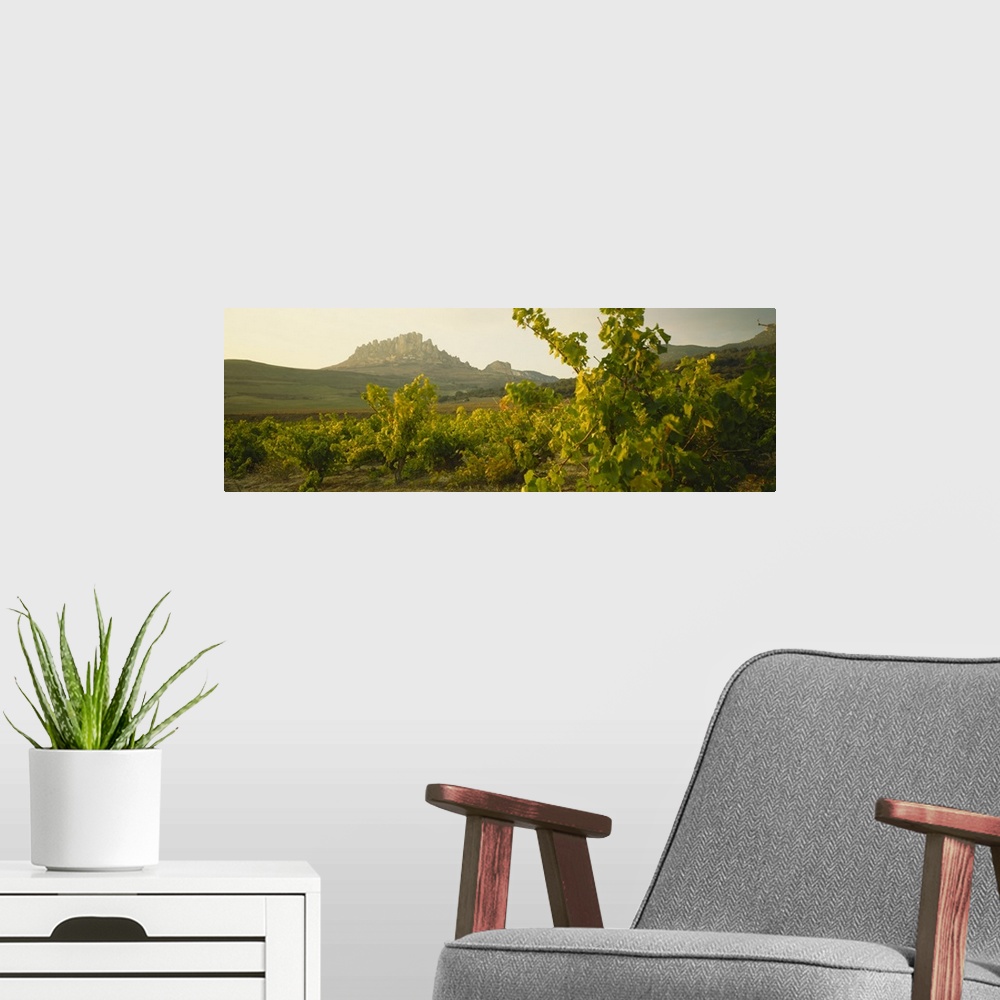 A modern room featuring Vineyard on a landscape, La Rioja, Cellorigo, Spain