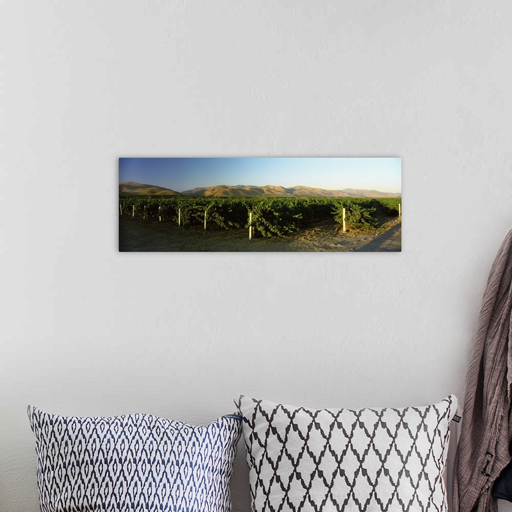 A bohemian room featuring Vineyard on a landscape, Santa Ynez Valley, Santa Barbara County, California