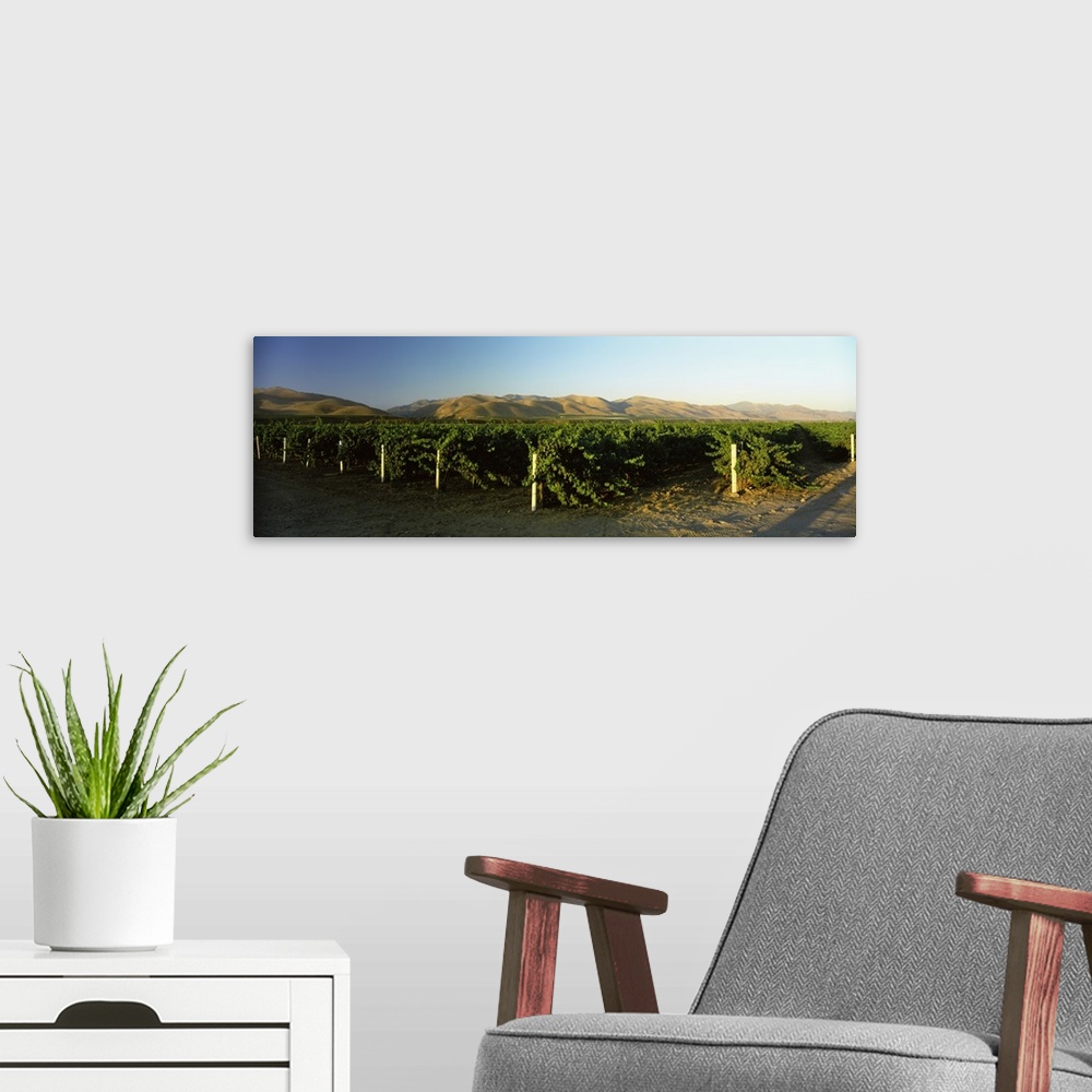 A modern room featuring Vineyard on a landscape, Santa Ynez Valley, Santa Barbara County, California