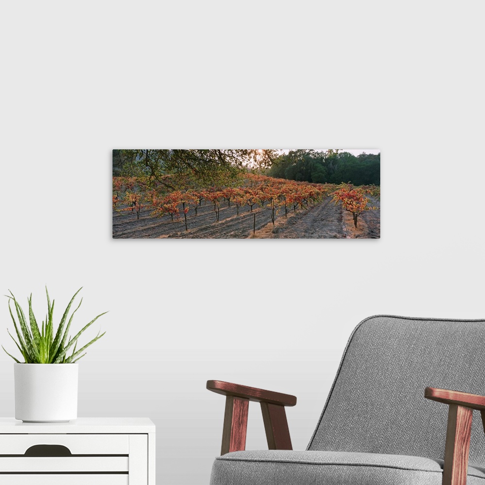 A modern room featuring Vineyard on a landscape, Sonoma County, California
