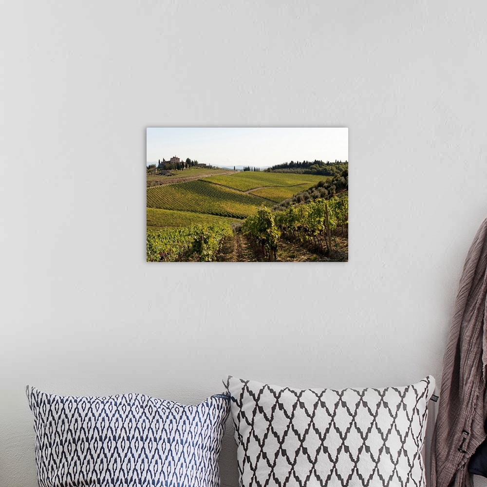 A bohemian room featuring Vineyard, Route 429, Chianti Region, Tuscany, Italy