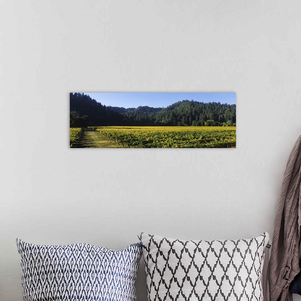 A bohemian room featuring Vineyard, Russian River Valley, Sonoma, California