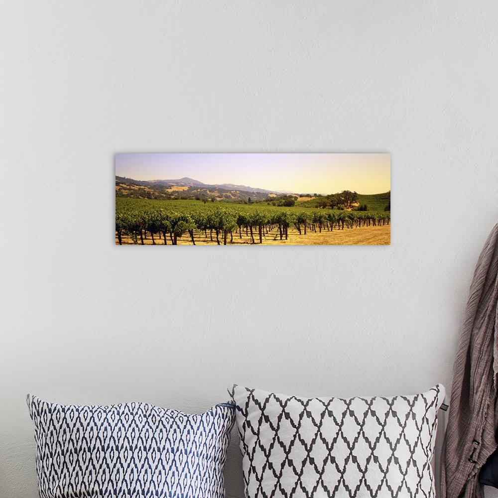A bohemian room featuring A panoramic view of a large vineyard that reaches far back with hills photographed in the backgro...