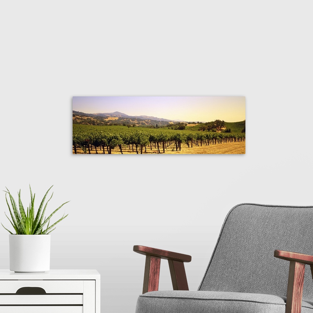 A modern room featuring A panoramic view of a large vineyard that reaches far back with hills photographed in the backgro...