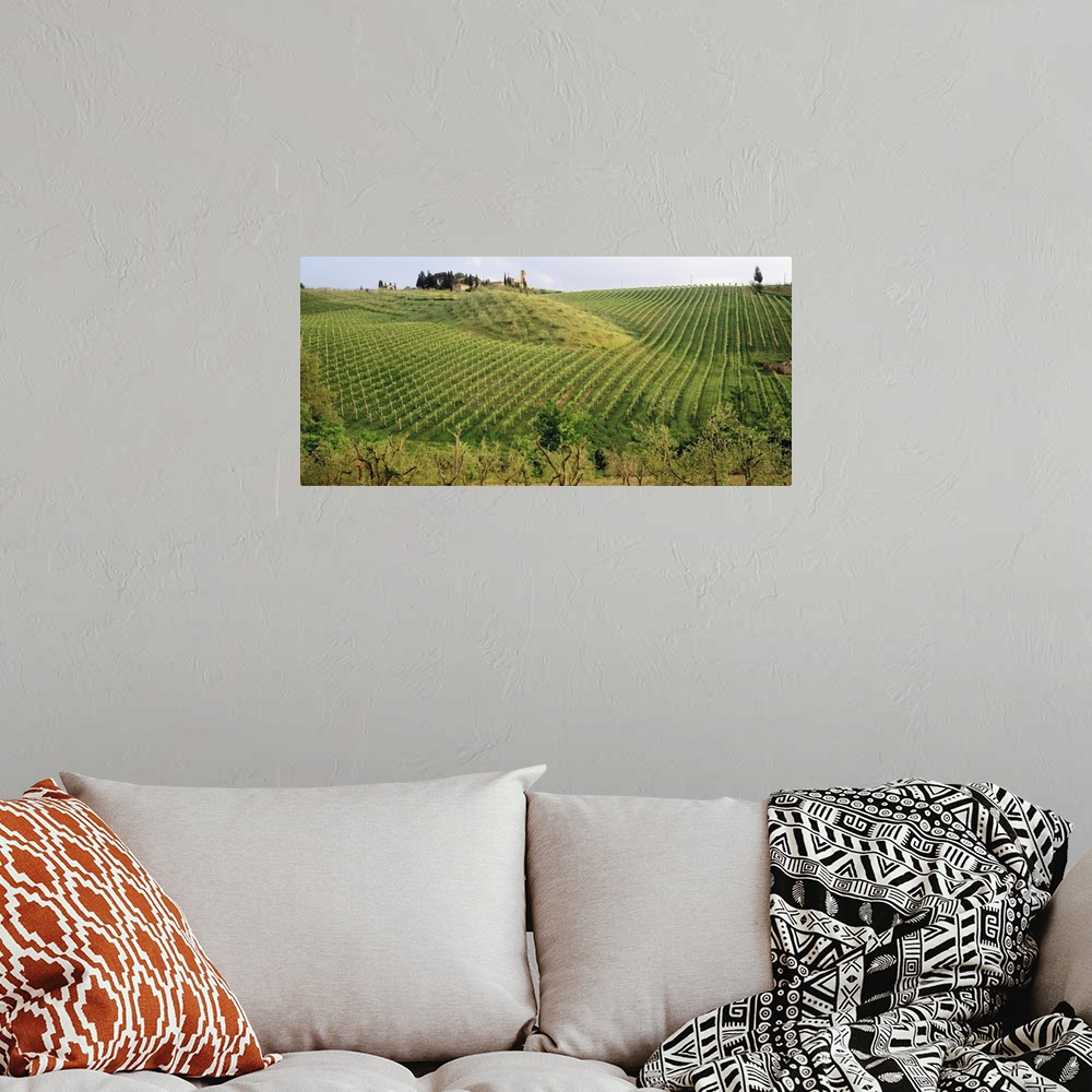 A bohemian room featuring This panoramic photograph is taken of a large vineyard in Italy with the rows of vines going up a...