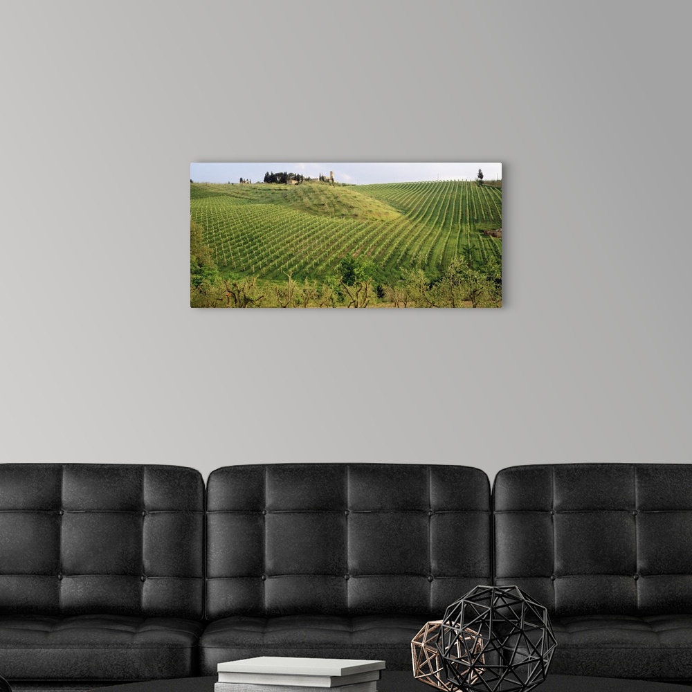 A modern room featuring This panoramic photograph is taken of a large vineyard in Italy with the rows of vines going up a...