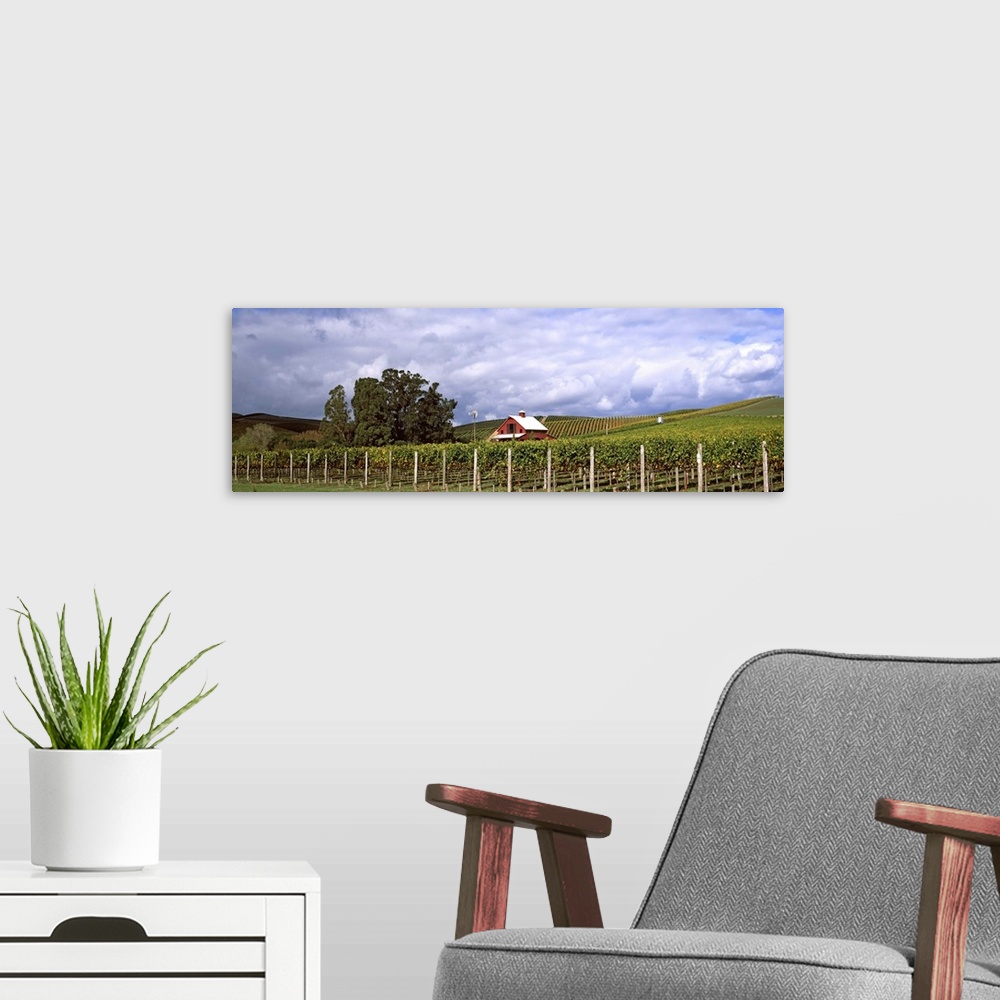 A modern room featuring Vineyard, Wine Country, Napa Valley, California