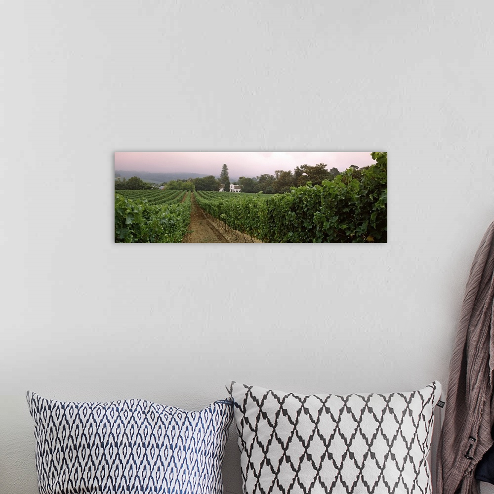 A bohemian room featuring Long and horizontal photo of a vineyard with rows of vines at sunset in South Africa.