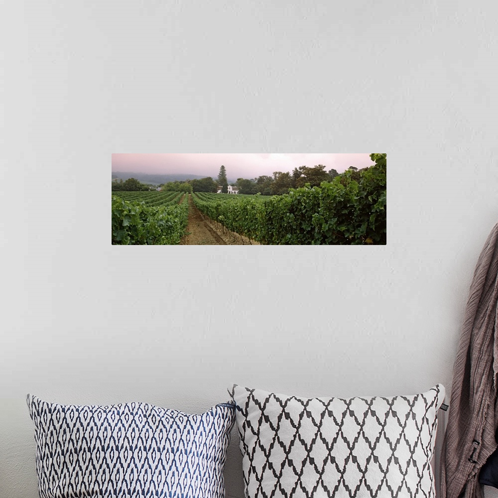 A bohemian room featuring Long and horizontal photo of a vineyard with rows of vines at sunset in South Africa.