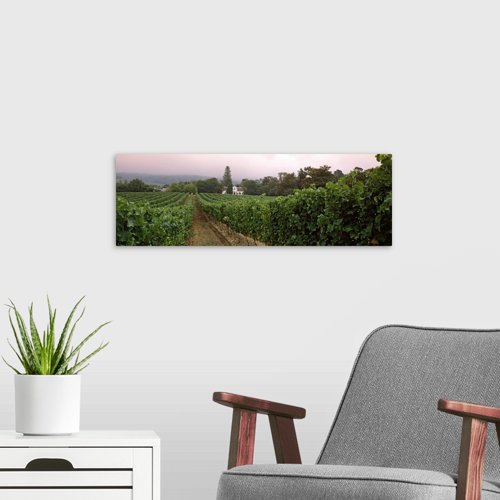 A modern room featuring Long and horizontal photo of a vineyard with rows of vines at sunset in South Africa.