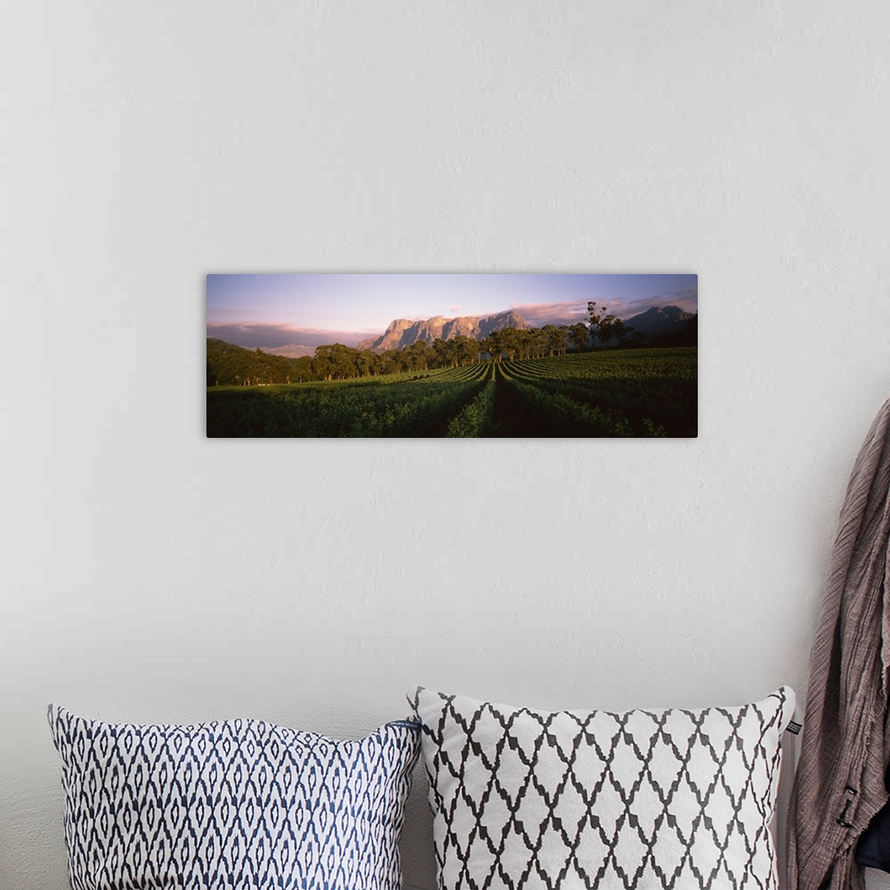A bohemian room featuring Vineyard with Groot Drakenstein mountains in the background, Cape Winelands, Western Cape Provinc...