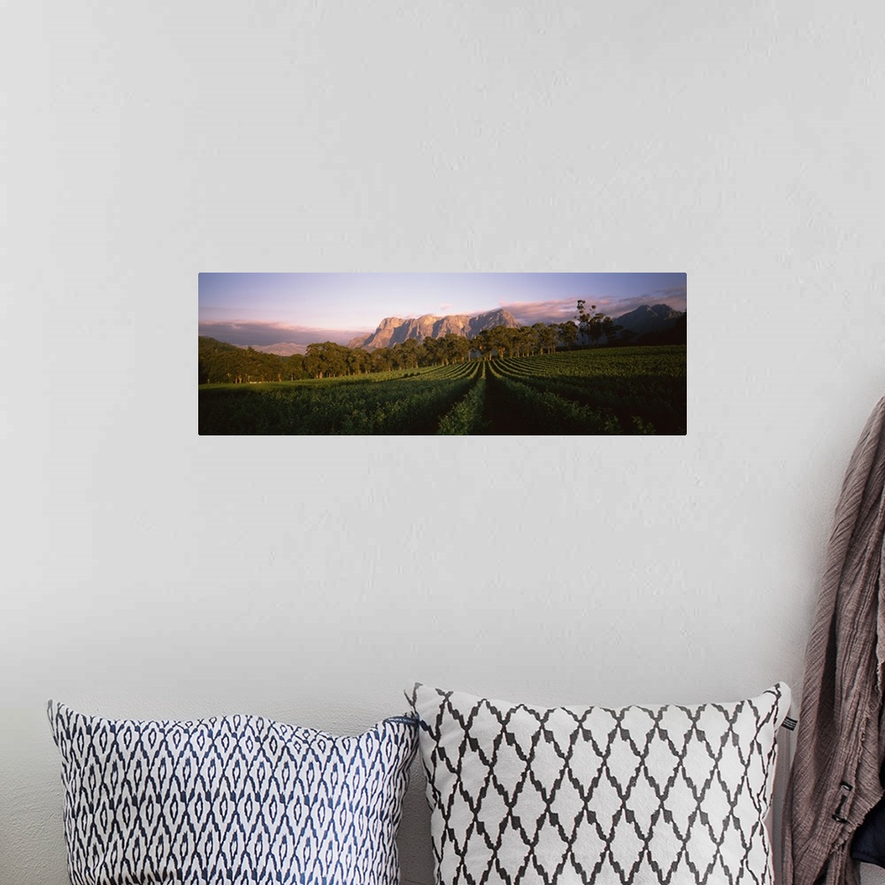 A bohemian room featuring Vineyard with Groot Drakenstein mountains in the background, Cape Winelands, Western Cape Provinc...