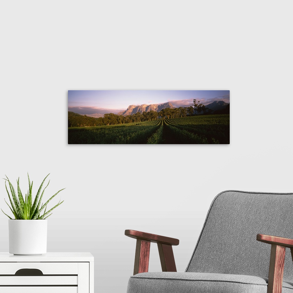 A modern room featuring Vineyard with Groot Drakenstein mountains in the background, Cape Winelands, Western Cape Provinc...