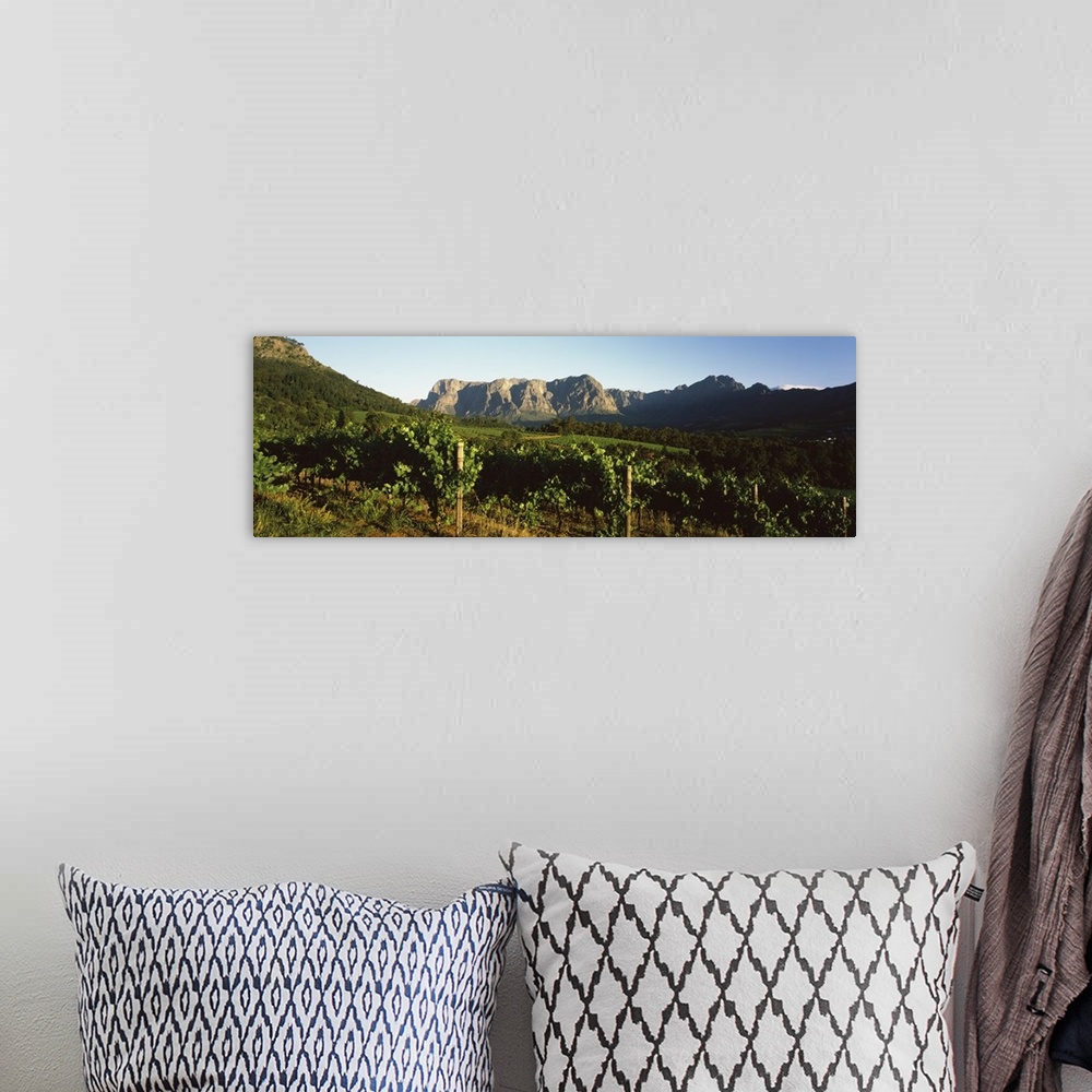 A bohemian room featuring Vineyard with Groot Drakenstein mountains in the background, Stellenbosch, Cape Winelands, Wester...