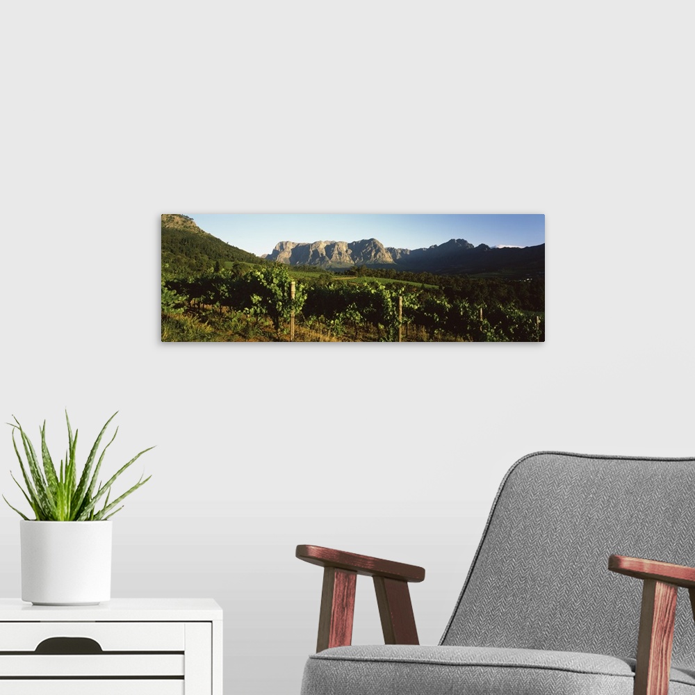 A modern room featuring Vineyard with Groot Drakenstein mountains in the background, Stellenbosch, Cape Winelands, Wester...
