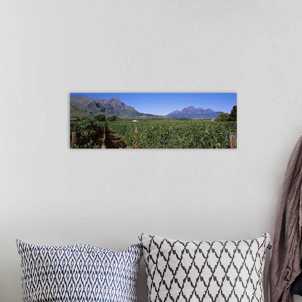 A bohemian room featuring Vineyard with mountain range in the background, Franschhoek Valley, Franschhoek, Western Cape Pro...