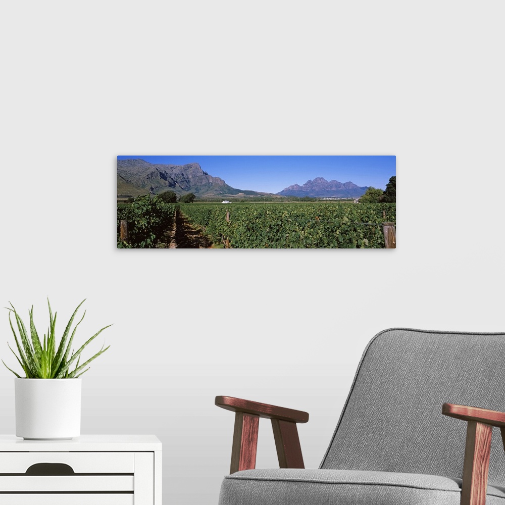 A modern room featuring Vineyard with mountain range in the background, Franschhoek Valley, Franschhoek, Western Cape Pro...