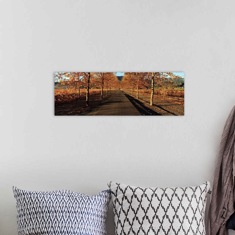 A bohemian room featuring Panoramic photograph of paved street lined with autumn trees.