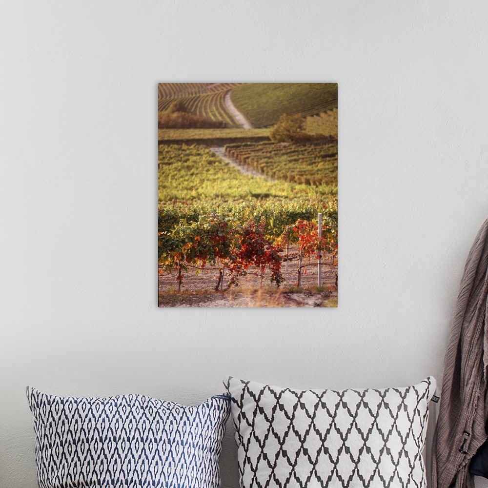 A bohemian room featuring A large photograph of a wine vineyard that shows vines close up and going back toward more land.