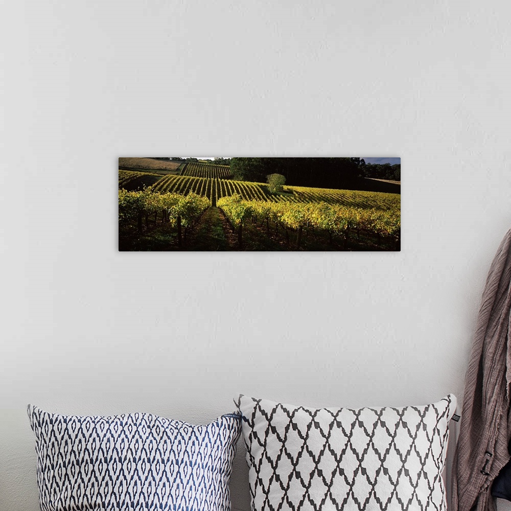 A bohemian room featuring Vineyards in autumn, Piccadilly Valley, Adelaide Hills, South Australia, Australia