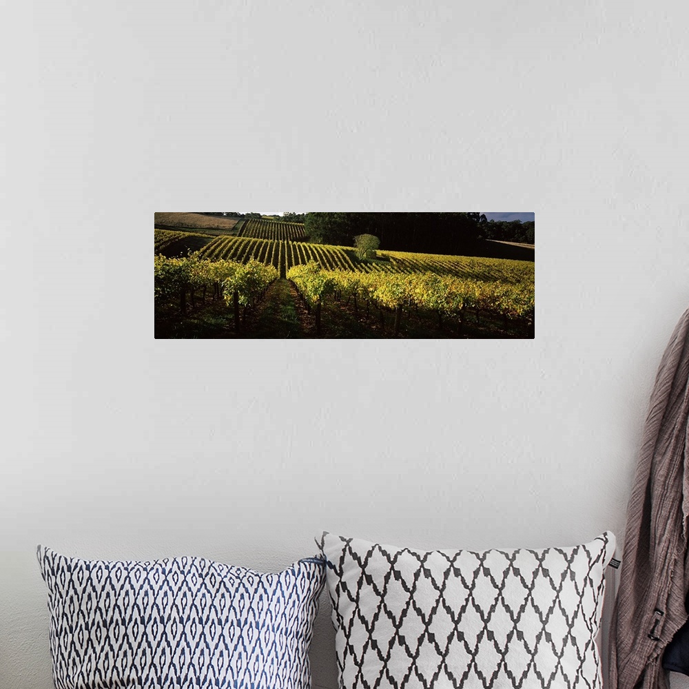 A bohemian room featuring Vineyards in autumn, Piccadilly Valley, Adelaide Hills, South Australia, Australia