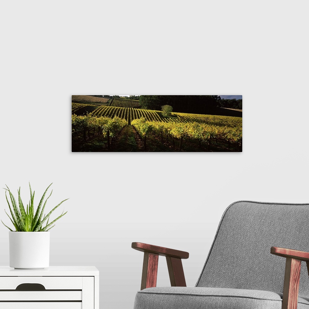 A modern room featuring Vineyards in autumn, Piccadilly Valley, Adelaide Hills, South Australia, Australia