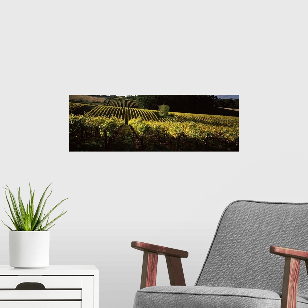 A modern room featuring Vineyards in autumn, Piccadilly Valley, Adelaide Hills, South Australia, Australia