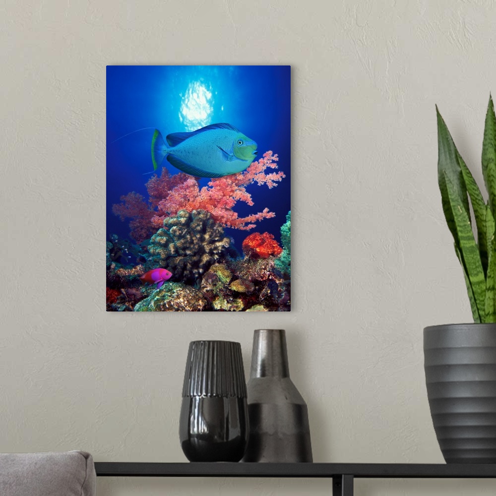 A modern room featuring Tall photo on canvas of tropical fish swimming in front of colored coral.