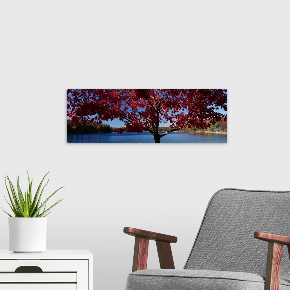 A modern room featuring Panoramic print on canvas of autumn colored trees surrounding a lake in New England.