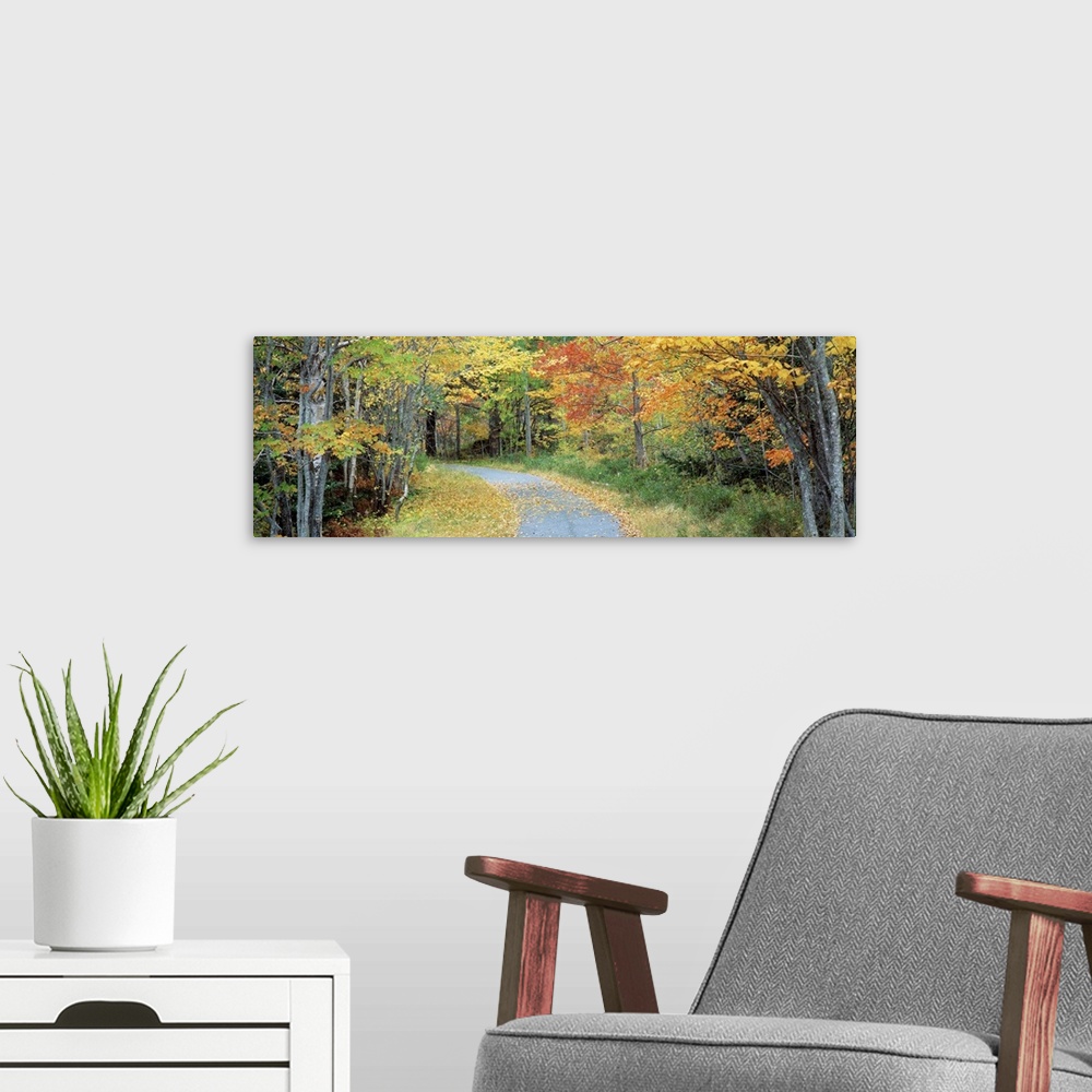 A modern room featuring Big landscape photograph of a curving path surrounded on both sides by a forest of autumn colored...