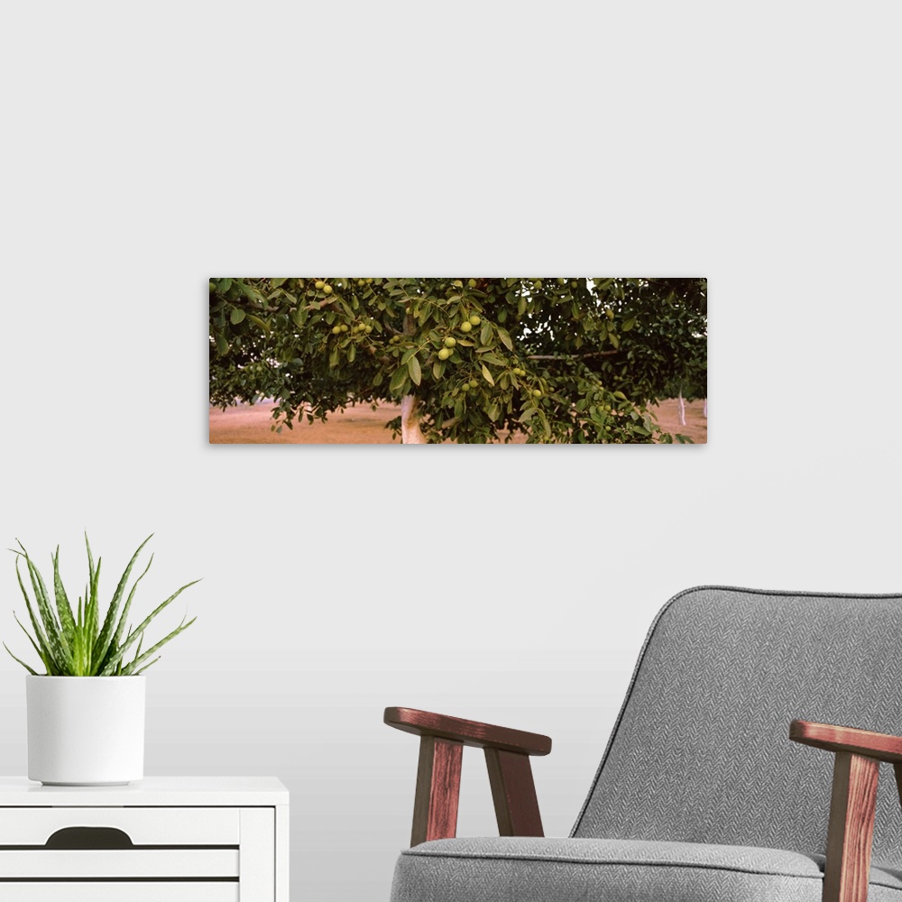 A modern room featuring Walnuts growing on a tree, California
