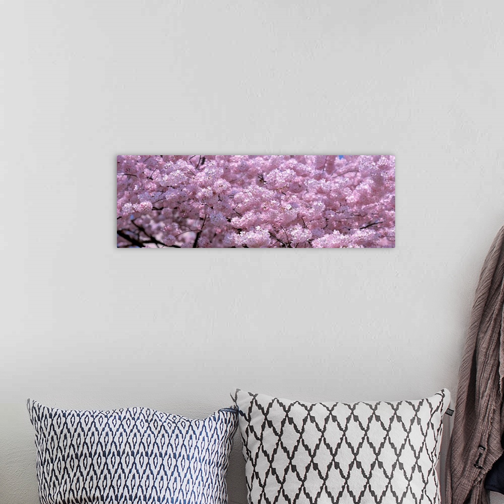 A bohemian room featuring Panoramic wall art, densely packed cherry blossoms growing on the Potomac in the spring.