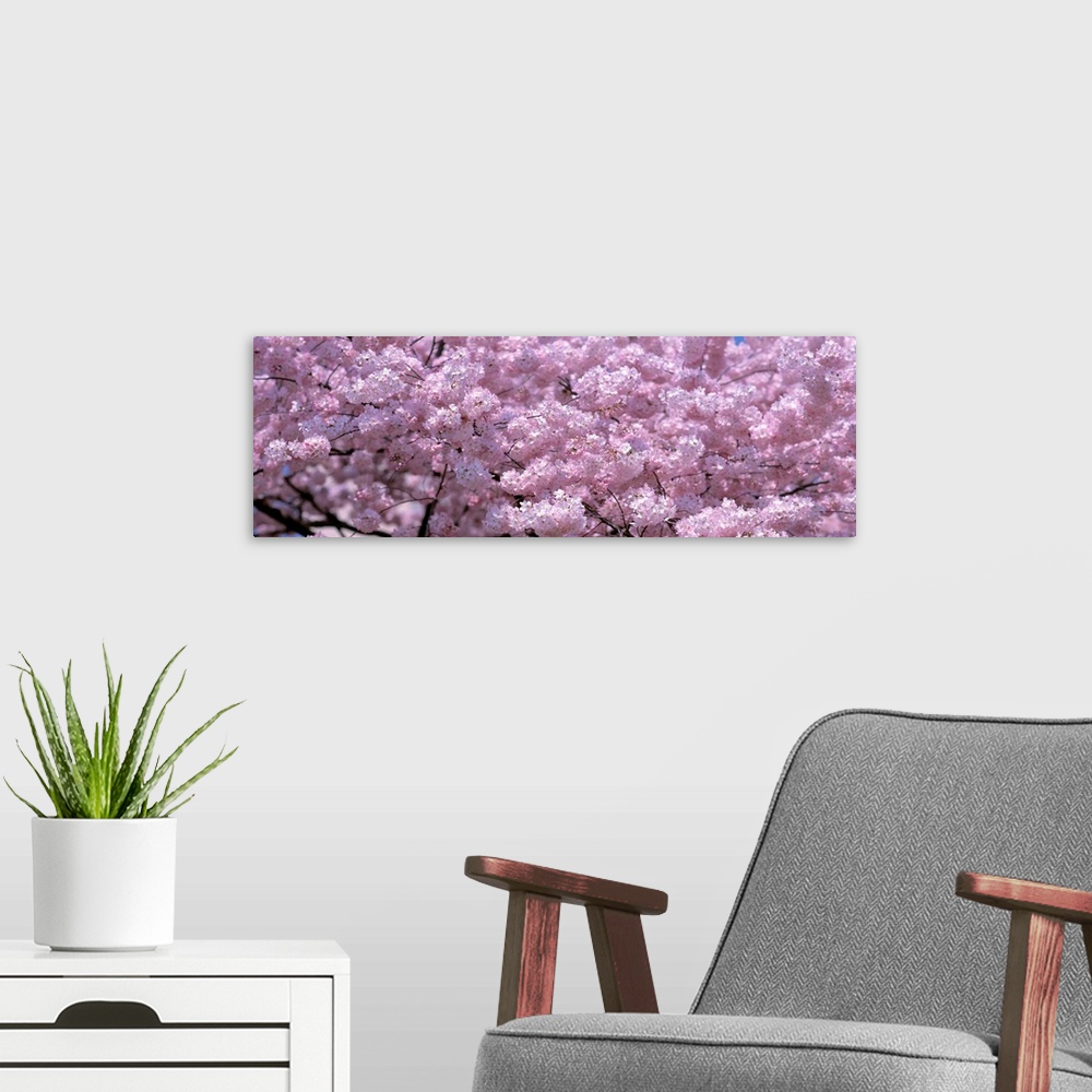A modern room featuring Panoramic wall art, densely packed cherry blossoms growing on the Potomac in the spring.