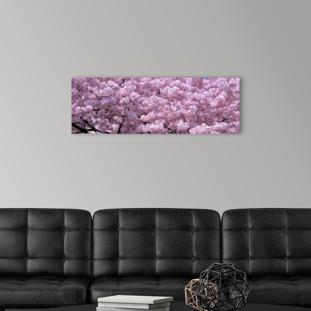 A modern room featuring Panoramic wall art, densely packed cherry blossoms growing on the Potomac in the spring.