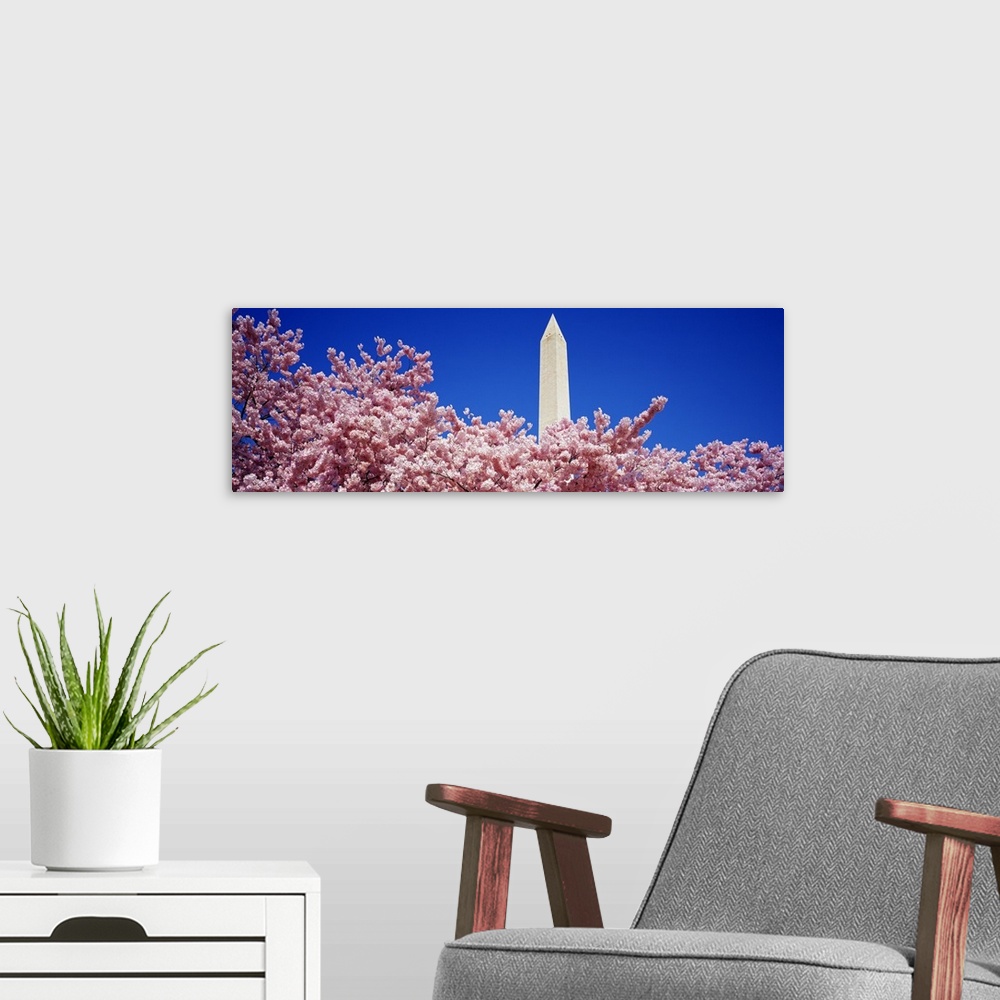 A modern room featuring Panoramic photograph of the Washington Monument peaking out over the top of a blooming cherry tre...