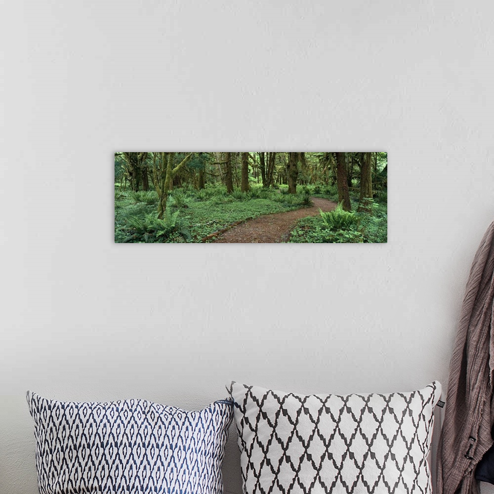 A bohemian room featuring Washington, Olympic National Park, Empty path in the rainforest