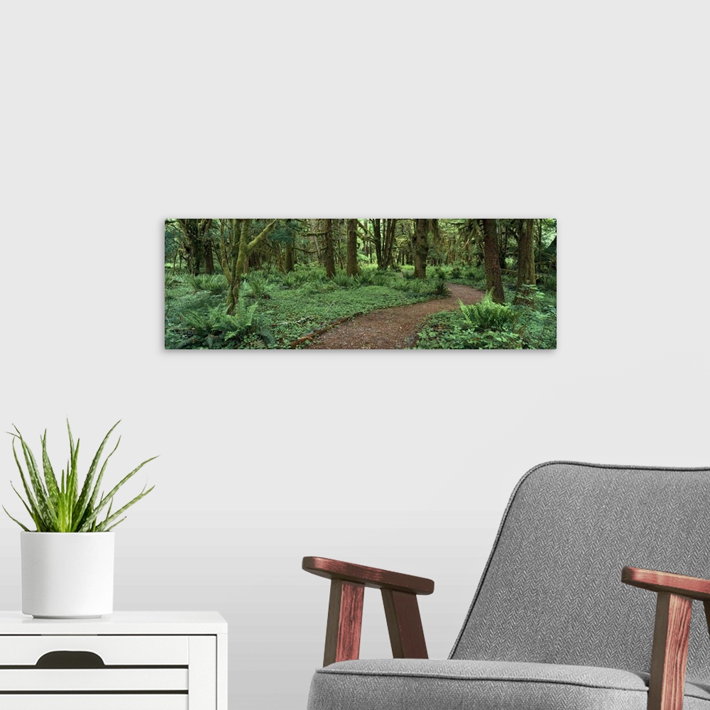 A modern room featuring Washington, Olympic National Park, Empty path in the rainforest