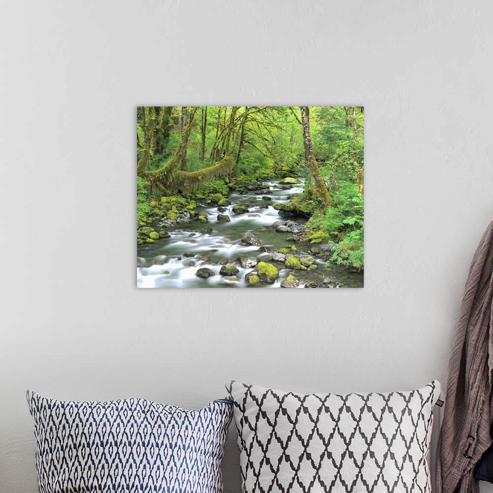 A bohemian room featuring Washington, Olympic National Park, Stream of water flowing through forest