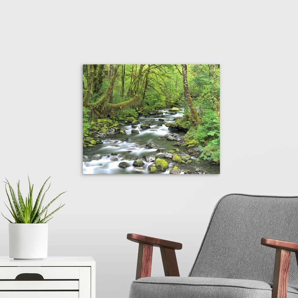 A modern room featuring Washington, Olympic National Park, Stream of water flowing through forest