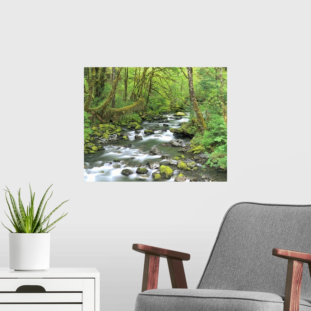 A modern room featuring Washington, Olympic National Park, Stream of water flowing through forest