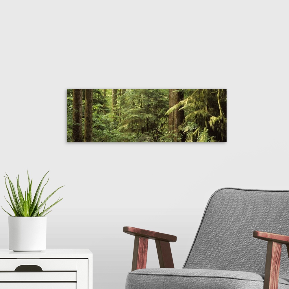 A modern room featuring Washington, Rockport, Rockport State Park, Trees in a forest
