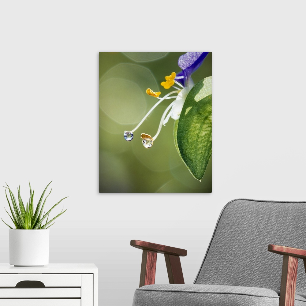 A modern room featuring Water drops on Spiderwort flowers
