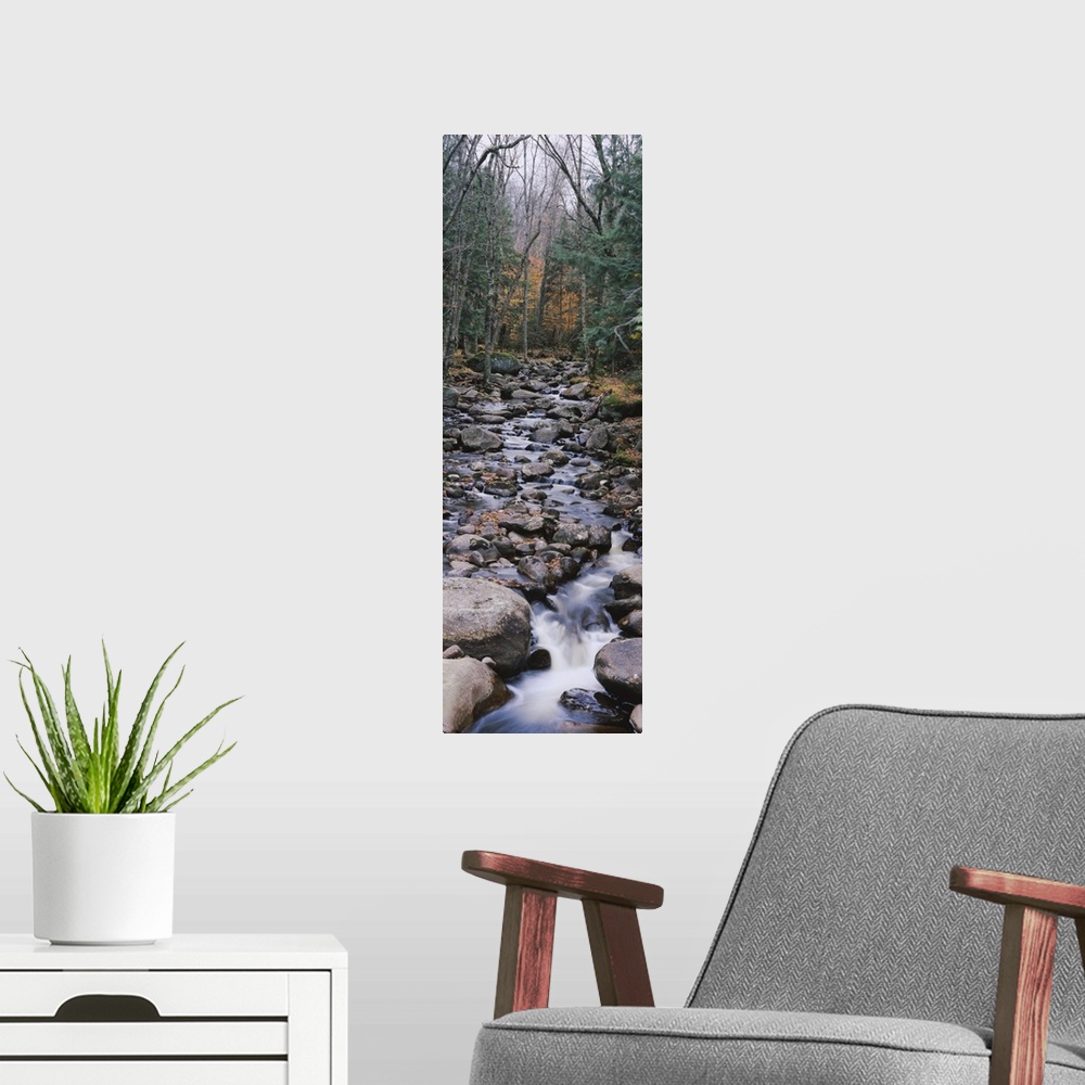A modern room featuring Water flowing in the forest, Adirondack Mountains, New York State
